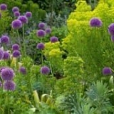 Ljepota i nepretencioznost ukrasnih lukova